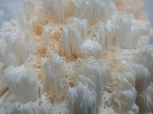 Load image into Gallery viewer, Fresh Mushrooms - Lion&#39;s Mane (Hericium erinaceus) - Bristol Mushrooms