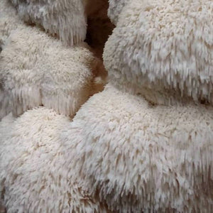 Fresh Mushrooms - Lion's Mane (Hericium erinaceus) - Bristol Mushrooms